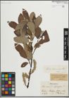 Foto von Salix laurina Sm.